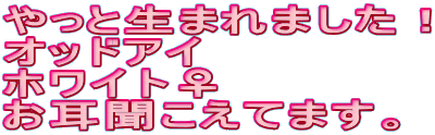 やっと生まれました! オッドアイ ホワイト♀ お耳聞こえてます。