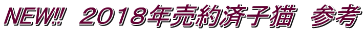 NEW!!　２０１８年売約済子猫　参考